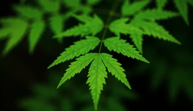 部以软件在网站维护中的应用趋势与优化路径